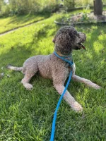 Cipher - F1bb, a female Goldendoodle for sale in West Haven, CT – Photo 5 of 8