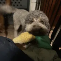 Cipher - F1bb, a female Goldendoodle for sale in West Haven, CT – Photo 2 of 8