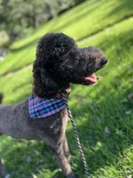 Egret, a female Goldendoodle for sale in West Haven, CT – 10 of 10