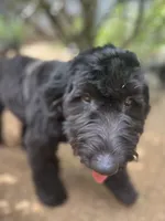 Scarlet, a female Goldendoodle for sale in West Haven, CT – 8 of 10
