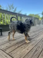Brawly, a male Miniature Goldendoodle for sale in West Haven, CT – 4 of 10