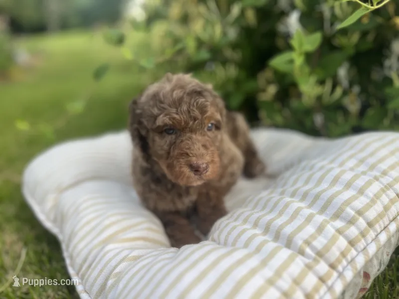 Thomas - large mini – Miniature Goldendoodle puppy for sale in West Haven, CT