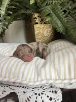Alexander - large mini, a male Miniature Goldendoodle for sale in West Haven, CT – 4 of 5