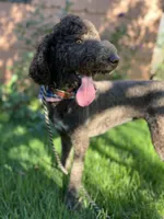 Egret, a female Goldendoodle for sale in West Haven, CT – 3 of 10