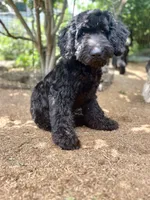 Valentino, a male Goldendoodle for sale in West Haven, CT – 10 of 10