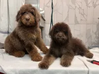 Byron, a male Miniature Goldendoodle for sale in West Haven, CT – 9 of 10