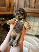 Falkner, a male Miniature Goldendoodle for sale in West Haven, CT – 10 of 10