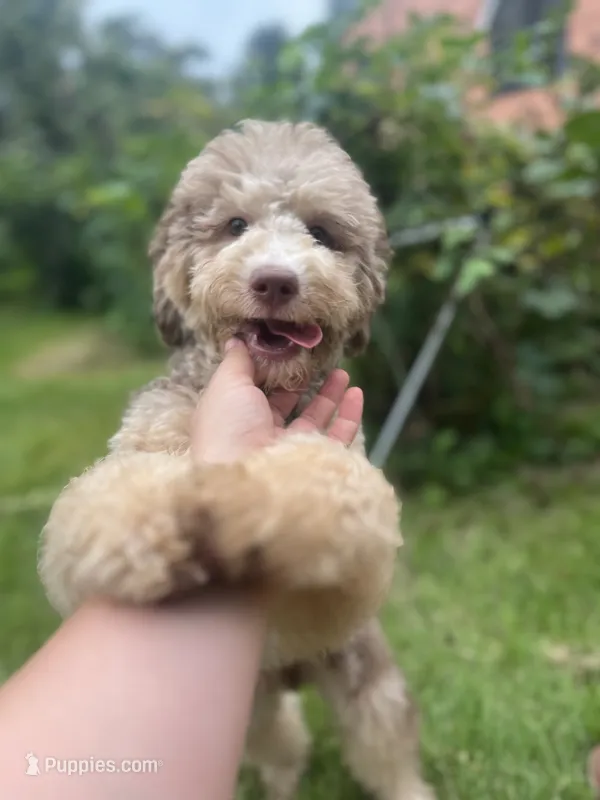 Red – Miniature Goldendoodle puppy for sale in West Haven, CT