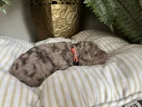John - large mini, a male Miniature Goldendoodle for sale in West Haven, CT – 5 of 5