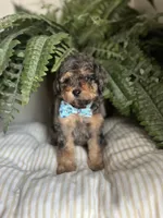 Falkner, a male Miniature Goldendoodle for sale in West Haven, CT – 6 of 10