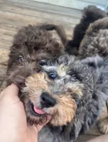 Falkner, a male Miniature Goldendoodle for sale in West Haven, CT – 3 of 10