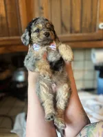 Brawly, a male Miniature Goldendoodle for sale in West Haven, CT – 3 of 10