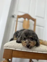 Falkner, a male Miniature Goldendoodle for sale in West Haven, CT – 8 of 10