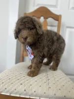 John - large mini, a male Miniature Goldendoodle for sale in West Haven, CT – 7 of 10
