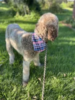 Lorikeet, a female Goldendoodle for sale in West Haven, CT – 3 of 10