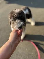 Zinnia - 12-18lbs, a female Miniature Goldendoodle for sale in West Haven, CT – Photo 2 of 10
