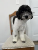 Zinnia - 12-18lbs, a female Miniature Goldendoodle for sale in West Haven, CT – Photo 3 of 10