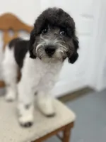 Zinnia - 12-18lbs, a female Miniature Goldendoodle for sale in West Haven, CT – Photo 1 of 10