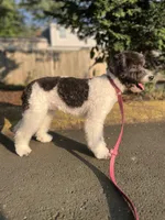 Zinnia - 12-18lbs, a female Miniature Goldendoodle for sale in West Haven, CT – Photo 5 of 10