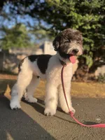 Zinnia - 12-18lbs, a female Miniature Goldendoodle for sale in West Haven, CT – Photo 8 of 10