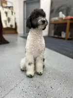 Zinnia - 12-18lbs, a female Miniature Goldendoodle for sale in West Haven, CT – Photo 10 of 10