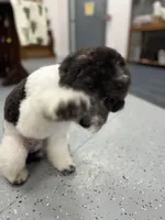 Zinnia - 12-18lbs, a female Miniature Goldendoodle for sale in West Haven, CT – Photo 6 of 10