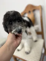 Zinnia - 12-18lbs, a female Miniature Goldendoodle for sale in West Haven, CT – Photo 4 of 10