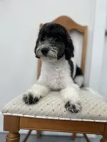 Zinnia - 12-18lbs, a female Miniature Goldendoodle for sale in West Haven, CT – Photo 7 of 10