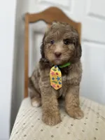 Red, a male Miniature Goldendoodle for sale in West Haven, CT – 6 of 10