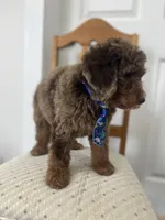 Thomas - large mini, a male Miniature Goldendoodle for sale in West Haven, CT – 7 of 10