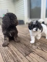 Meadow, a female Miniature Goldendoodle for sale in West Haven, CT – 2 of 8