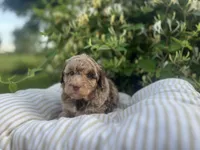 Red, a male Miniature Goldendoodle for sale in West Haven, CT – 7 of 10