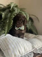 Byron, a male Miniature Goldendoodle for sale in West Haven, CT – 6 of 10
