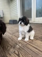 Meadow, a female Miniature Goldendoodle for sale in West Haven, CT – 7 of 8