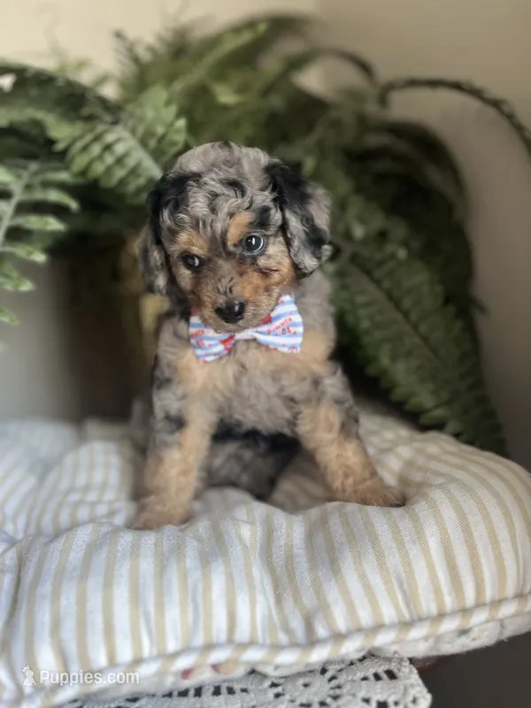 Brawly – Miniature Goldendoodle puppy for sale in West Haven, CT