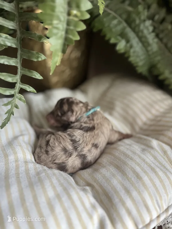 Alexander - large mini – Miniature Goldendoodle puppy for sale in West Haven, CT