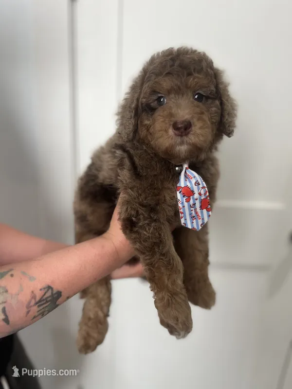 John - large mini – Miniature Goldendoodle puppy for sale in West Haven, CT