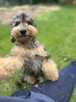 Falkner LOVES kids, a male Miniature Goldendoodle for sale in West Haven, CT – 5 of 10