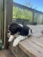 Bear, a male Miniature Goldendoodle for sale in West Haven, CT – 5 of 10