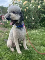 Loki - Neutered, a male Goldendoodle for sale in West Haven, CT – 4 of 10