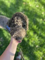 Egret, a female Goldendoodle for sale in West Haven, CT – 8 of 10