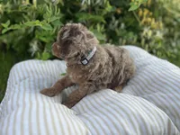 Alexander, a male Miniature Goldendoodle for sale in West Haven, CT – 3 of 10