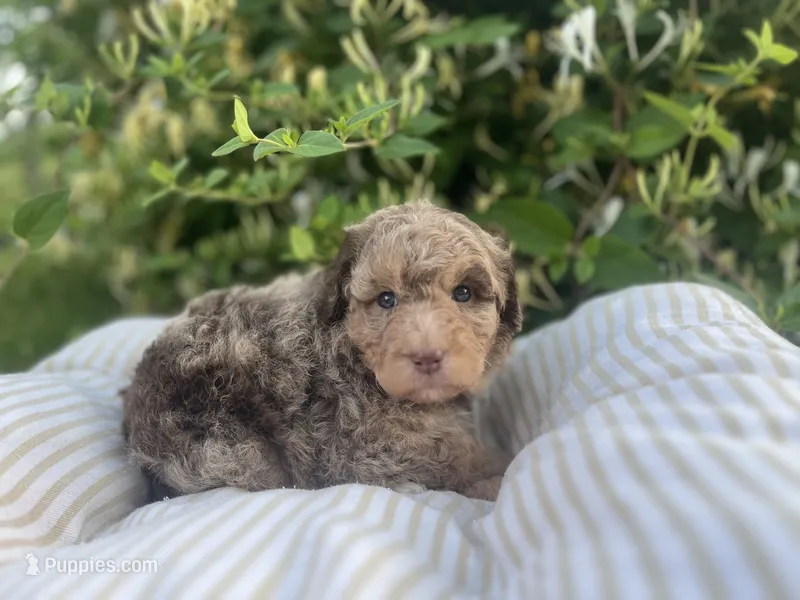 Red – Miniature Goldendoodle puppy for sale in West Haven, CT