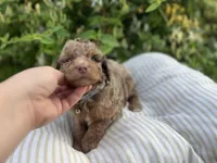 Alexander, a male Miniature Goldendoodle for sale in West Haven, CT – 4 of 10