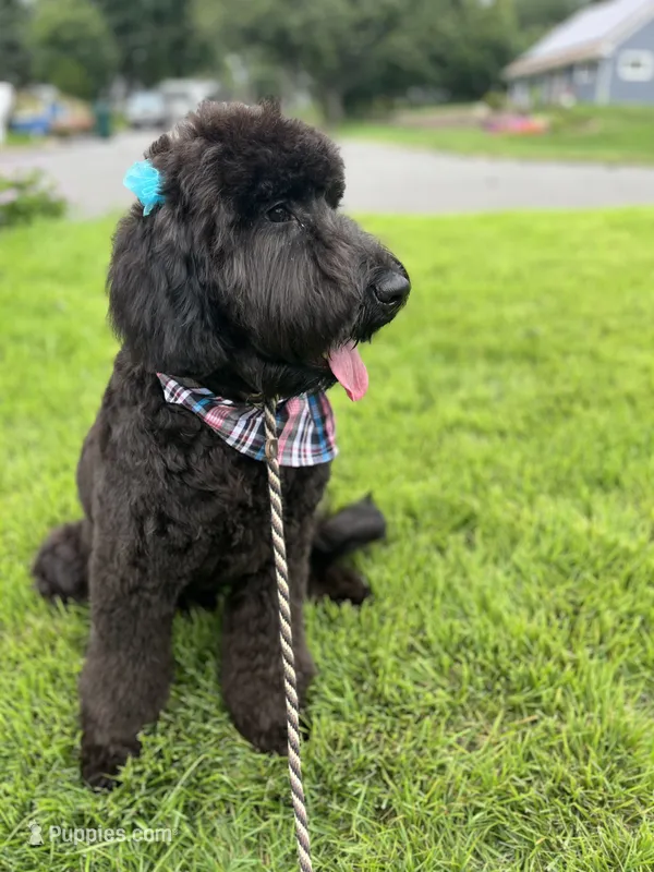 Scarlet – Goldendoodle puppy for sale in West Haven, CT