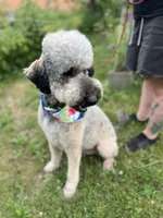 Loki - Neutered, a male Goldendoodle for sale in West Haven, CT – 1 of 10
