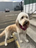 Cammy - F1, a female Goldendoodle for sale in West Haven, CT – Photo 5 of 10