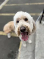 Cammy - F1, a female Goldendoodle for sale in West Haven, CT – Photo 2 of 10