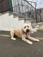 Cammy - F1, a female Goldendoodle for sale in West Haven, CT – Photo 9 of 10