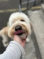 Cammy - F1, a female Goldendoodle for sale in West Haven, CT – Photo 4 of 10